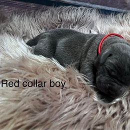 Red collar - Gray male Cane Corso puppy in Fritch, Texas from Carrie Brown's Cane Corsos