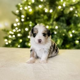 Mary - Blue merle female Aussiedoodle puppy in Sharpsburg, Georgia from Steindoodles