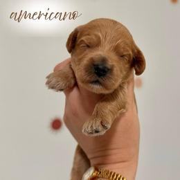 Americano - Apricot male Goldendoodle puppy in Los Angeles, California from Canary Pawlm Doodles