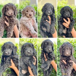 Australian Labradoodle Puppies from Utah Labradoodles