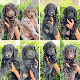 Australian Labradoodle Puppies from Utah Labradoodles