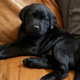Blackberry - Black female Labrador Retriever puppy in Canton, Georgia from Dukes Retirevers