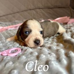 Cleo - Piebald female Dachshund puppy in Aiken, South Carolina from State Eight Dachshunds