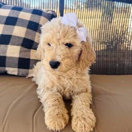 Sweet Pea - Apricot female Goldendoodle puppy in Social Circle, Georgia from Poppiedoodle Farms