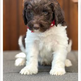 Mister Red - Chocolate male Australian Labradoodle puppy in Wake Forest, North Carolina from Lucky Country Labradoodles