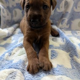Light blue - Red male Irish Terrier puppy in Broadway, North Carolina from Detmore Kennels