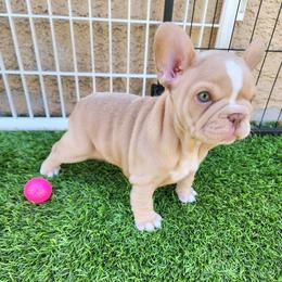 Izzy - Cream female French Bulldog puppy in Las Vegas, Nevada from Fabulousbulldogs LLC