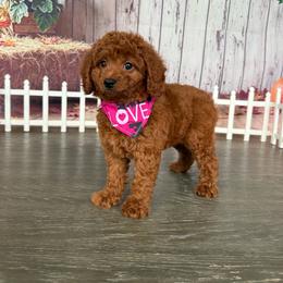Teeny Aloha - Red  female Poodle puppy in Cape Coral, Florida from Ruby the poodle