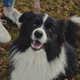 Snowbird Pippin - Black and white male Border Collie puppy in Powder Springs, Georgia from Snowbird Border Collies