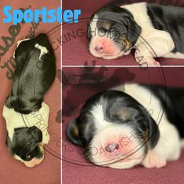 Sportster - Black white and tan male English Springer Spaniel puppy in Fond Du Lac, Wisconsin from Clucking Homestead Springers & Dachshunds