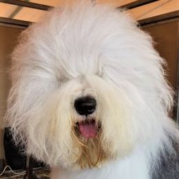 STORMI - Old English Sheepdog