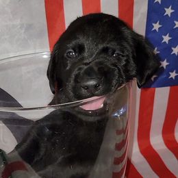 Quincy - Labrador Retriever puppy from Patriot Labrador Retrievers