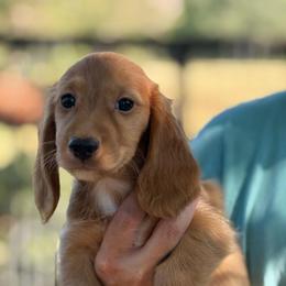 Dark cream -solid - Red male Dachshund puppy in Nashville, Arkansas from Whisenhunt Farms