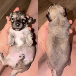 Bourbon - Cream male Dachshund puppy in Hornbeck, Louisiana from A&Z Mini Dachshunds
