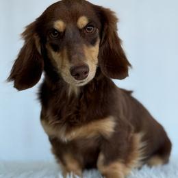 Chex - Dachshund