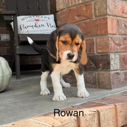 Rowan - Black tan and white female Beagle puppy in Mansfield, Missouri from Rippee Creek Kennel