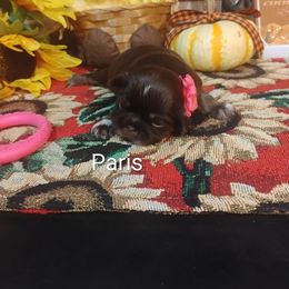Girl 1 - Brindle and white female Shih Tzu puppy in Ruffs Dale, Pennsylvania from RAM Shih Tzus Rolling Hills of PA