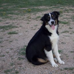 Earl - Miniature Australian Shepherd puppy in Berryville, Arkansas from 2Lazy2P Mini Aussies