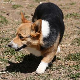 Tricksey - Pembroke Welsh Corgi