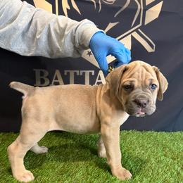 Girl 3 - Gray female Cane Corso puppy in Celina,Tx, Texas from Battalion Cane Corso
