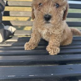 Goldendoodle and Maltipoo Puppies from ENC Goldendoodles And Maltipoos