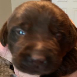 Boy 4 - Chocolate Labrador Retriever puppy in Troup, Texas from Cornerstone kennels
