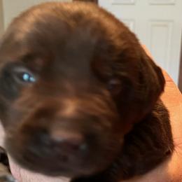 Boy 4 - Chocolate Labrador Retriever puppy in Troup, Texas from Cornerstone kennels