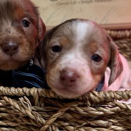 Big Mac - Dapple male Dachshund puppy in Fayetteville, West Virginia from Loop Creek Dachshunds