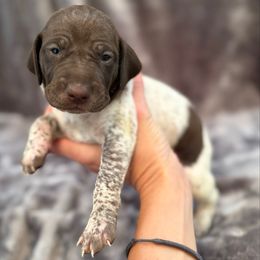 Bear (Boy 1- Green) - Liver roan male German Shorthaired Pointer puppy in Keller, Texas from Jerri Ford
