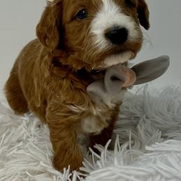 Peach Male - Apricot male Goldendoodle puppy in Great Falls, Montana from Montana Goldendoodles