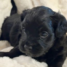 Lady Gabriella - Black female Havanese puppy in North Richland Hills, Texas from A Royal Havanese Court