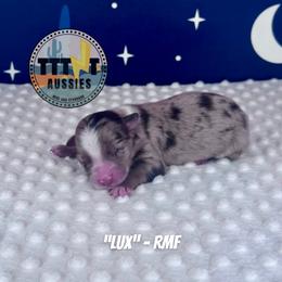 Lux - Red merle female Australian Shepherd puppy in Tucson, Arizona from TTTNT Aussies