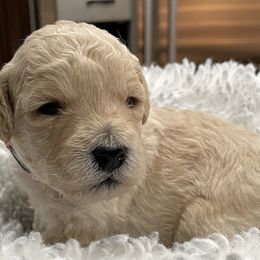 Goldendoodle Puppies from Angel’s Goldendoodle Pups