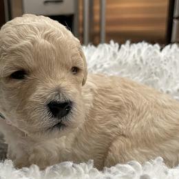 Goldendoodle Puppies from Angel’s Goldendoodle Pups