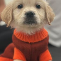 Golden Retriever Puppies from Goldens of Hope