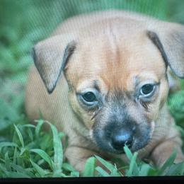 Trip - Sable and white male Teddy Roosevelt Terrier puppy in Cumming, Georgia from Barnett’s Rambling Terriers