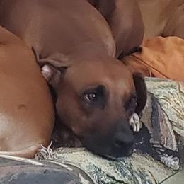 Yanga  - Rhodesian Ridgeback