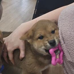 Tobi - Red male Shiba Inu puppy in Marianna, Florida from Diwasou