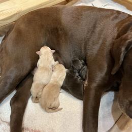 Juniper - Yellow female Labrador Retriever puppy in Bandera, Texas from The Sugar & Spice Ranch Labrador Retrievers