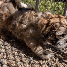 Lhasa Apso Puppies from Floofie Butts