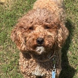 Shelby - Goldendoodle