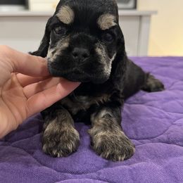 Cocker Spaniel and English Springer Spaniel Puppies from Sei