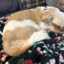 Rosie - Shih Tzu