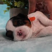 Cavatzu Puppies from Villanueva Puppies