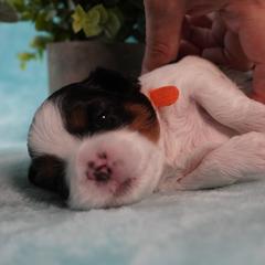Cavatzu Puppies from Villanueva Puppies