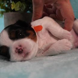 Cavatzu Puppies from Villanueva Puppies