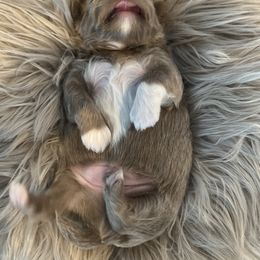 Shih Tzu Puppies from Home Sweet Shih Tzu