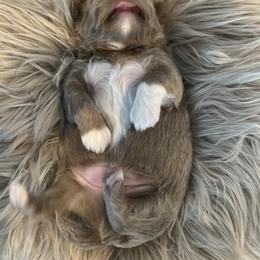 Shih Tzu Puppies from Home Sweet Shih Tzu
