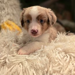 Mr. Red - Red merle male Toy Australian Shepherd puppy in Dolan Springs, Arizona from High Desert Companions