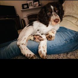 English Springer Spaniel Puppies from RoseMarie James Springer Spaniels